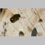 Anthophora plumipes - Pelzbiene w02.jpg